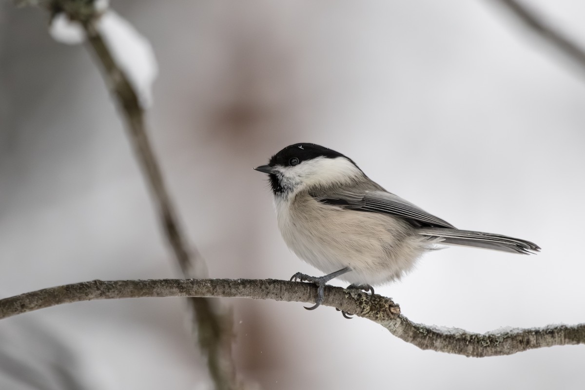 Пухляк - ML645771161