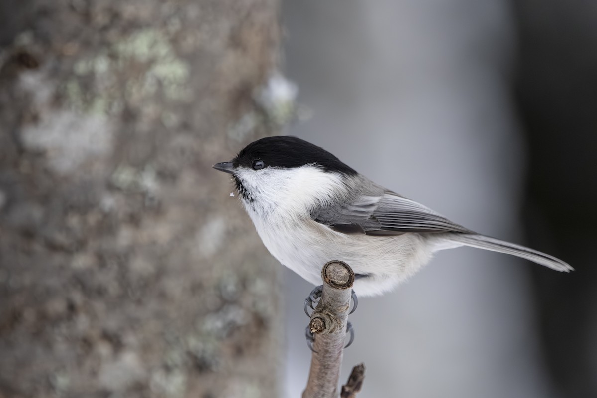 Willow Tit - ML645771162