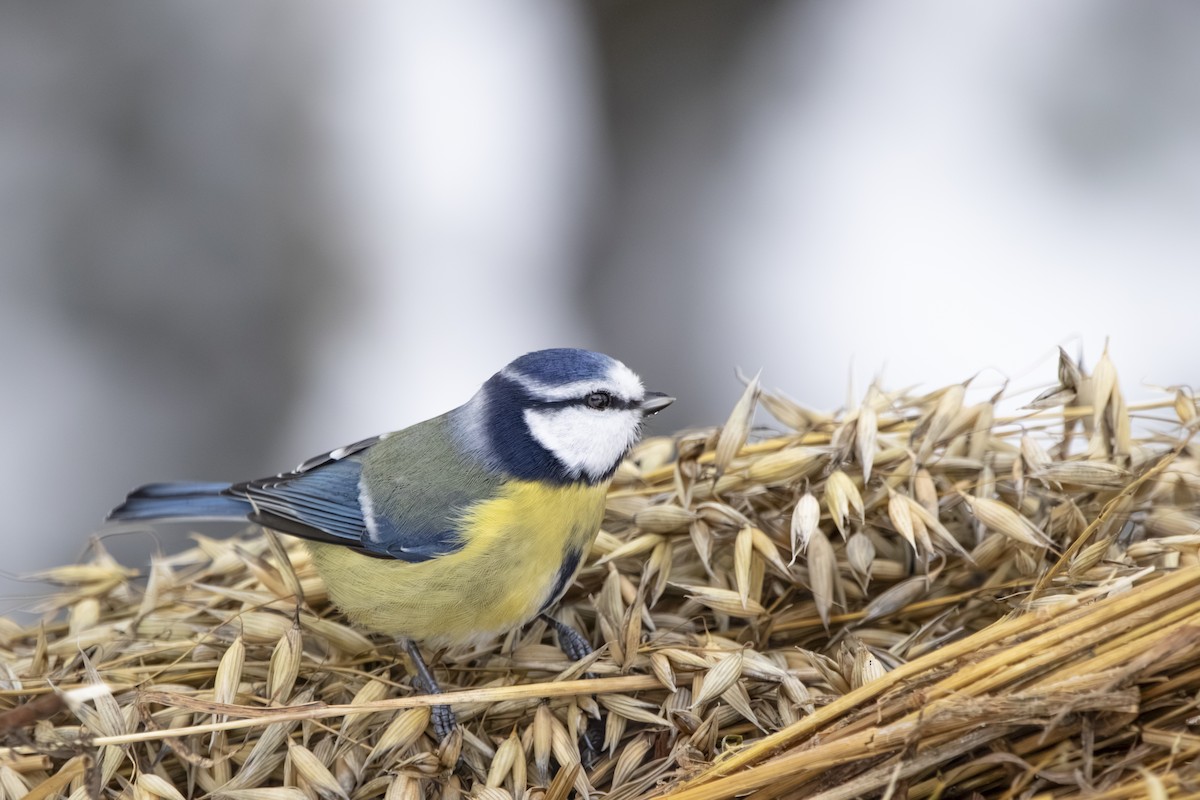 Eurasian Blue Tit - ML645771166