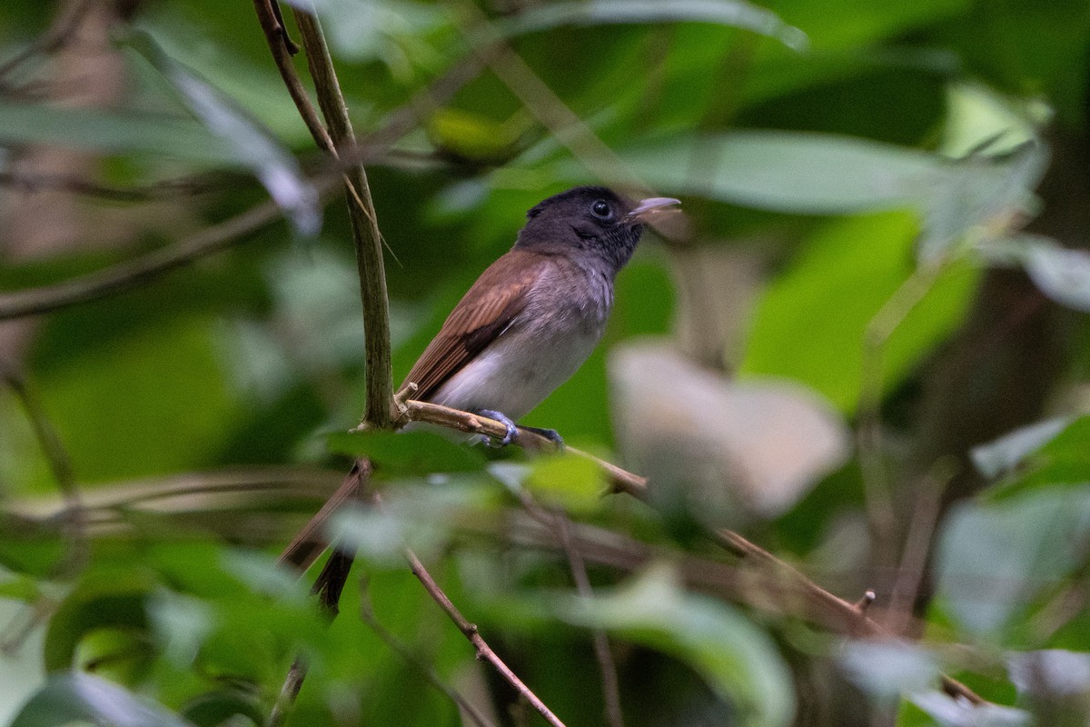 Japanparadiesschnäpper - ML645771167