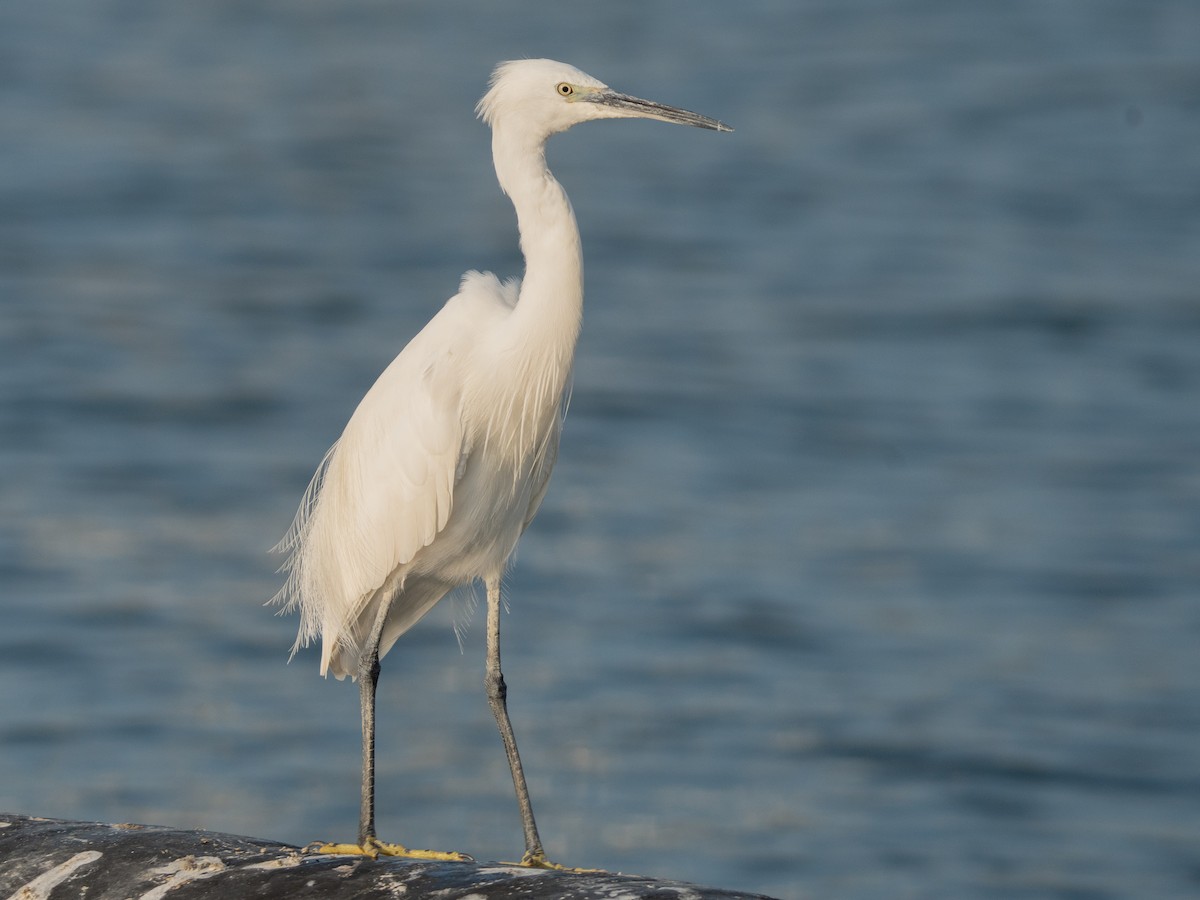 Seidenreiher (garzetta) - ML645771169