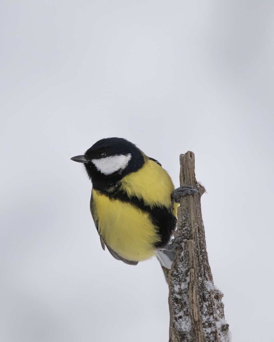 Great Tit - ML645771170