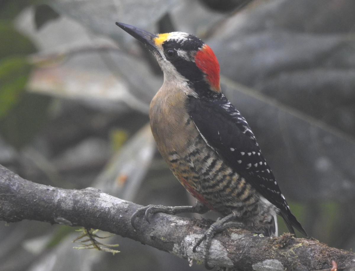 Schläfenfleckspecht - ML645771171