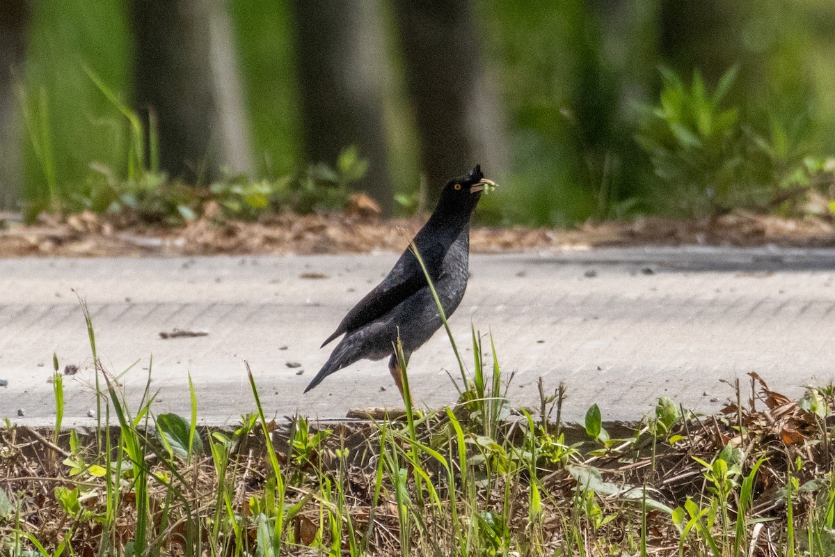 Haubenmaina - ML645771175