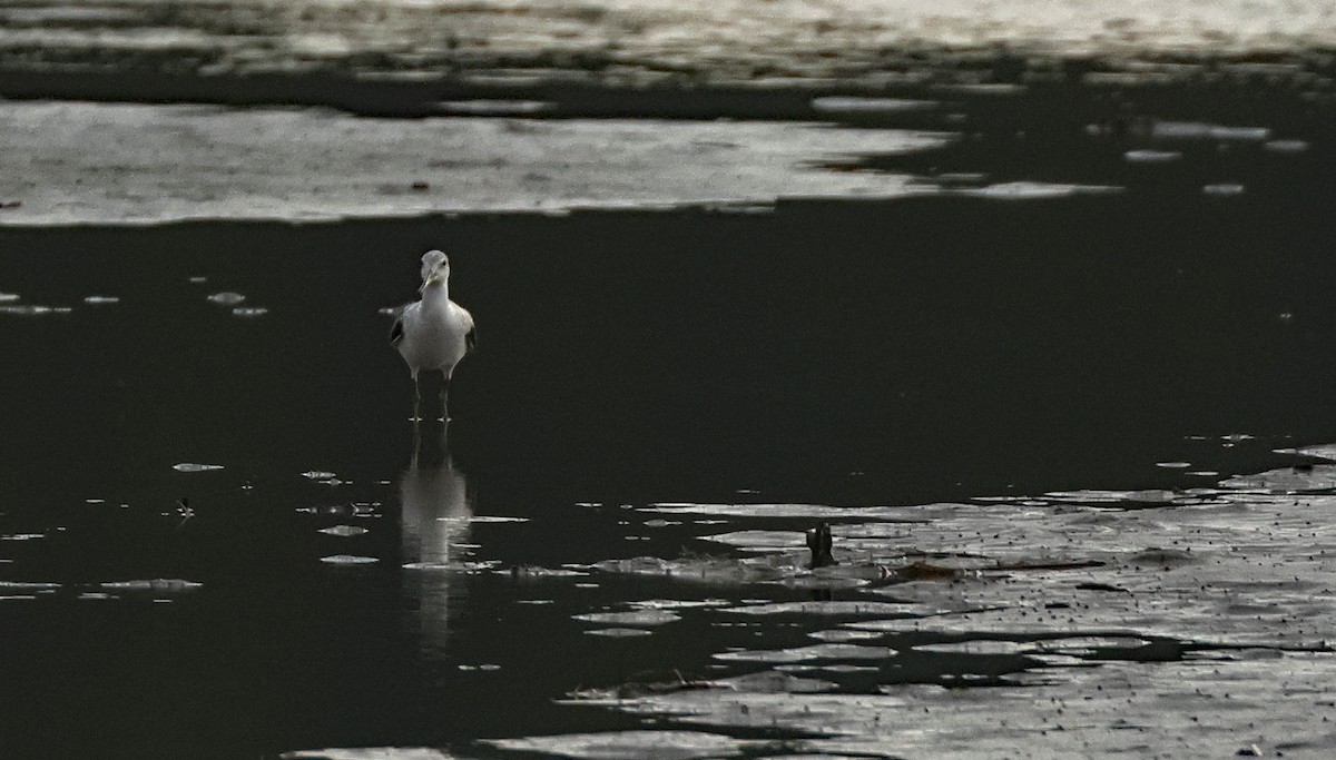 Tüpfelgrünschenkel - ML645771176