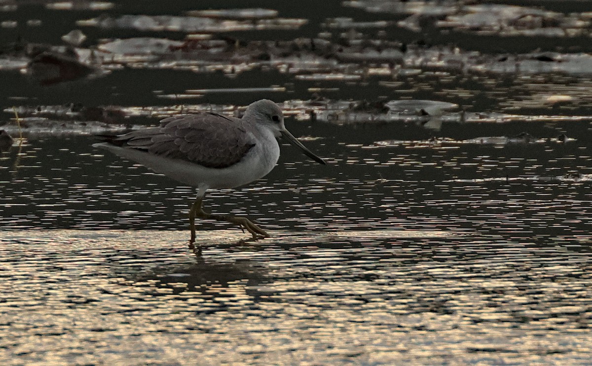 Tüpfelgrünschenkel - ML645771177