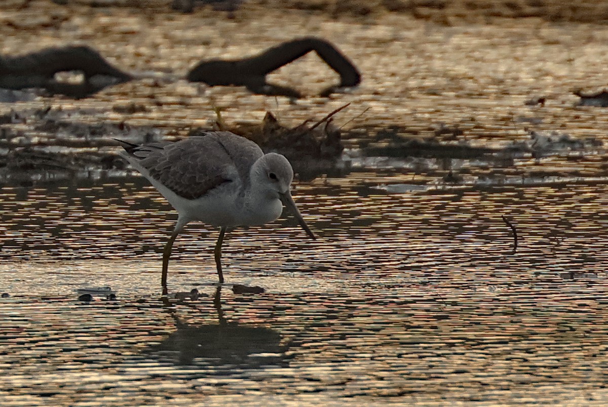 Tüpfelgrünschenkel - ML645771178