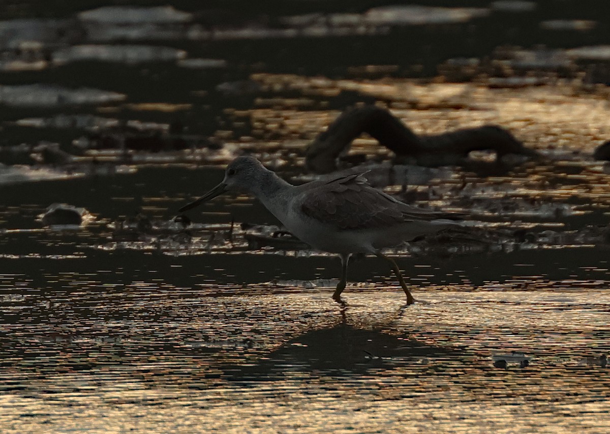 Tüpfelgrünschenkel - ML645771180