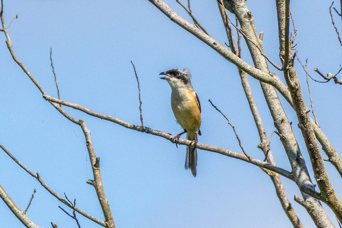 Schachwürger - ML645771181