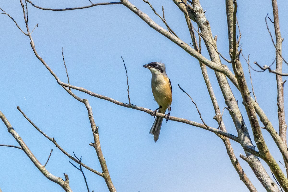 Schachwürger - ML645771182