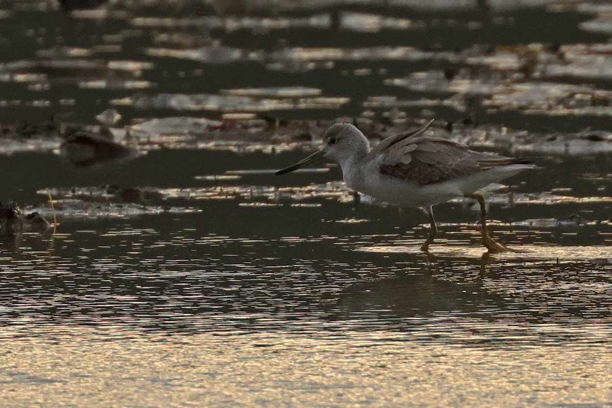 Tüpfelgrünschenkel - ML645771183