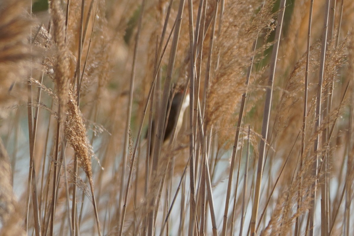 Drosselrohrsänger - ML645771184