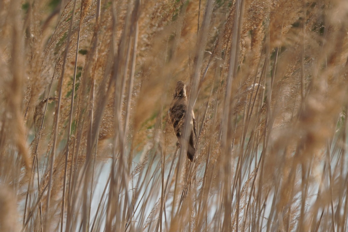 Drosselrohrsänger - ML645771185