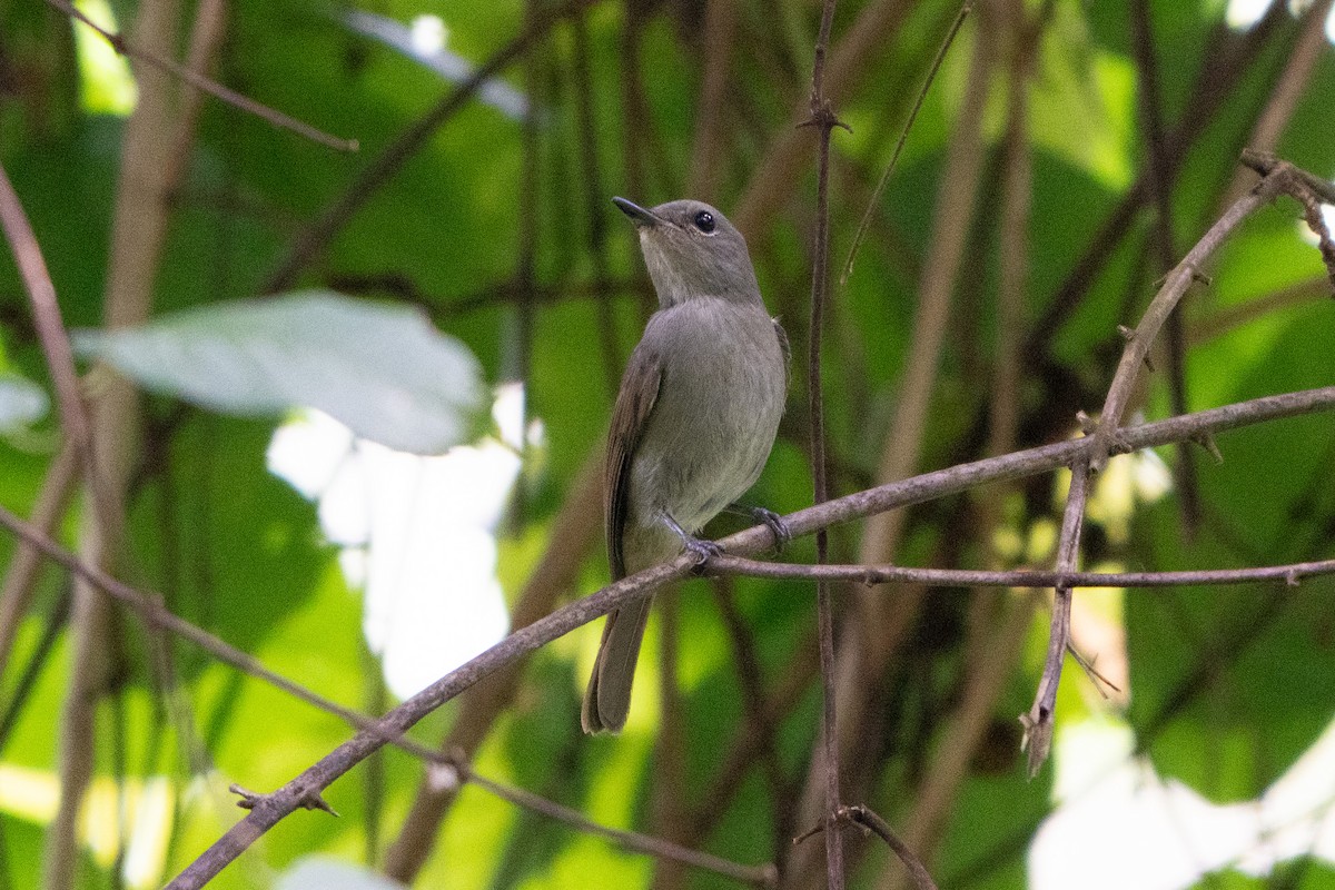 Taiga-/Türkisblauschnäpper - ML645771187