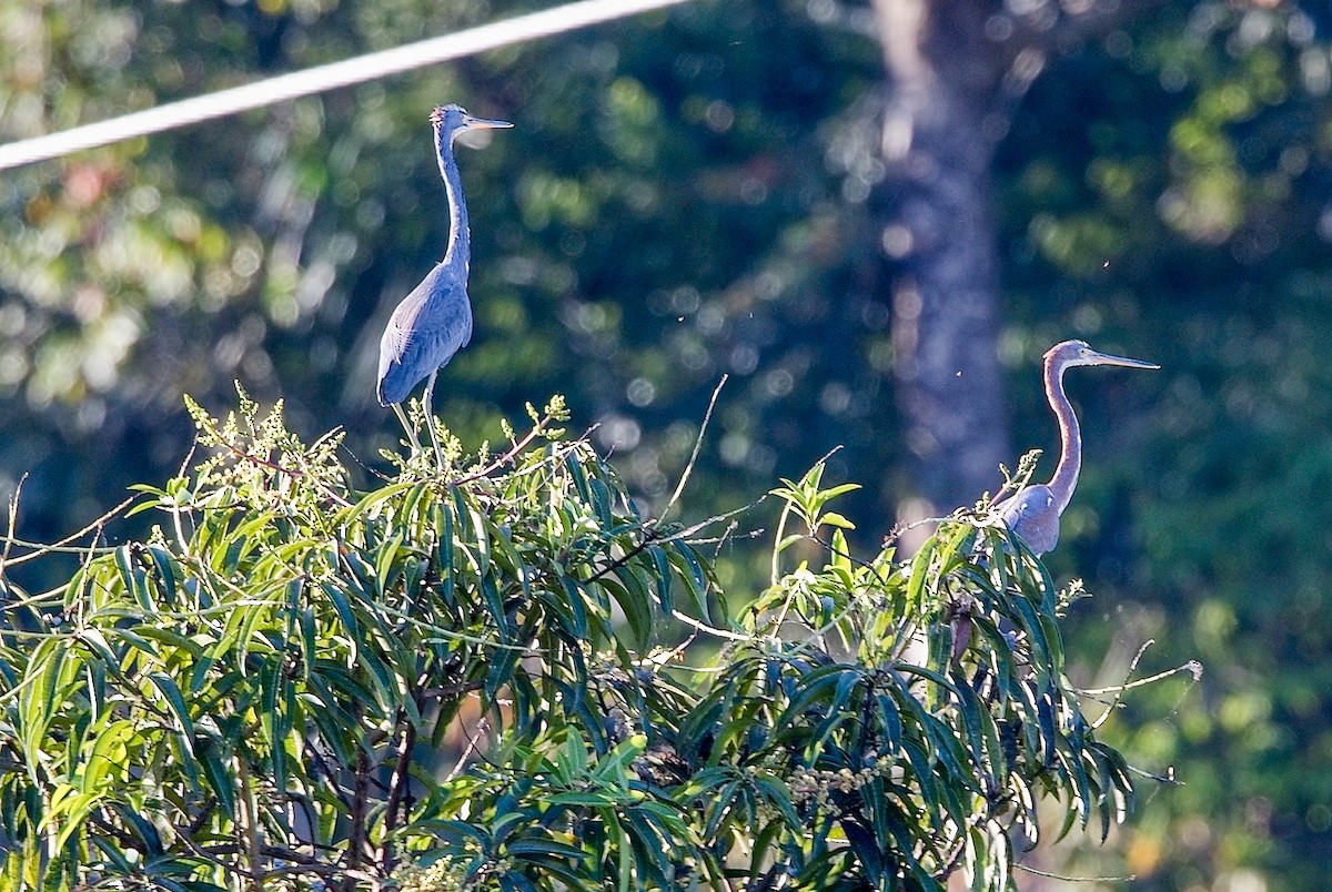 Dreifarbenreiher - ML645771190