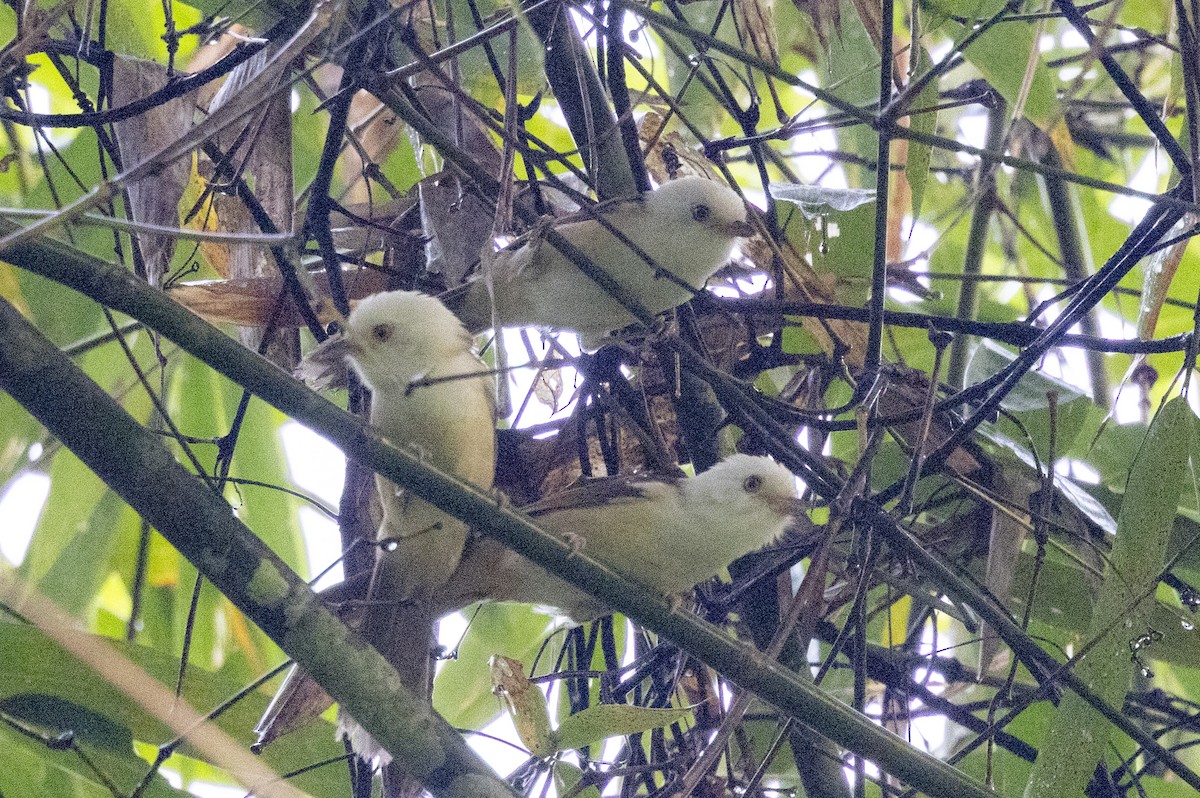 Weißkopf-Baumdrossling - ML645771191