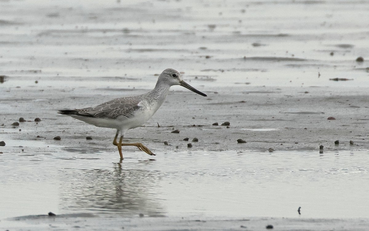 Tüpfelgrünschenkel - ML645771192