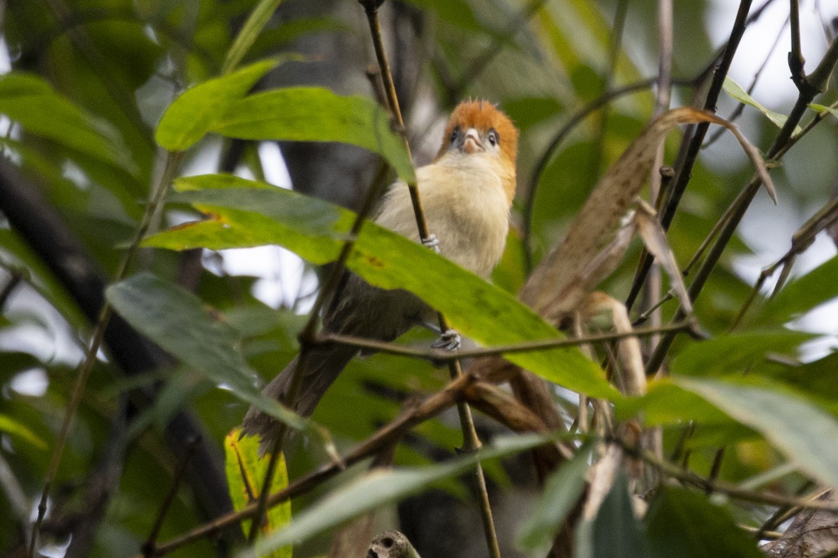 Schwarzbrauen-Papageimeise - ML645771193