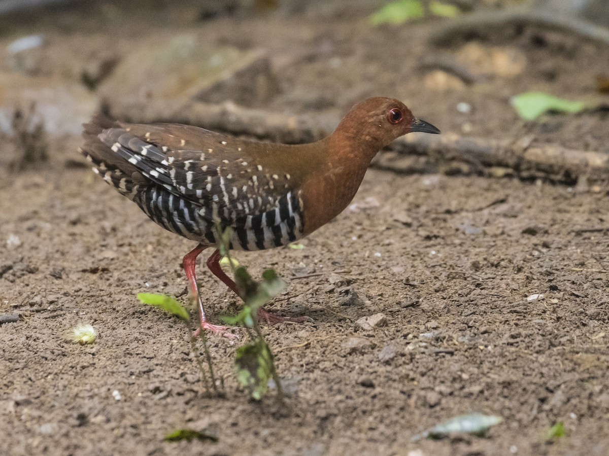 Malaienralle - ML645771194