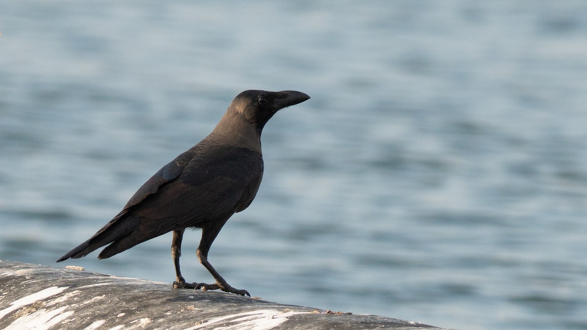 Glanzkrähe - ML645771195