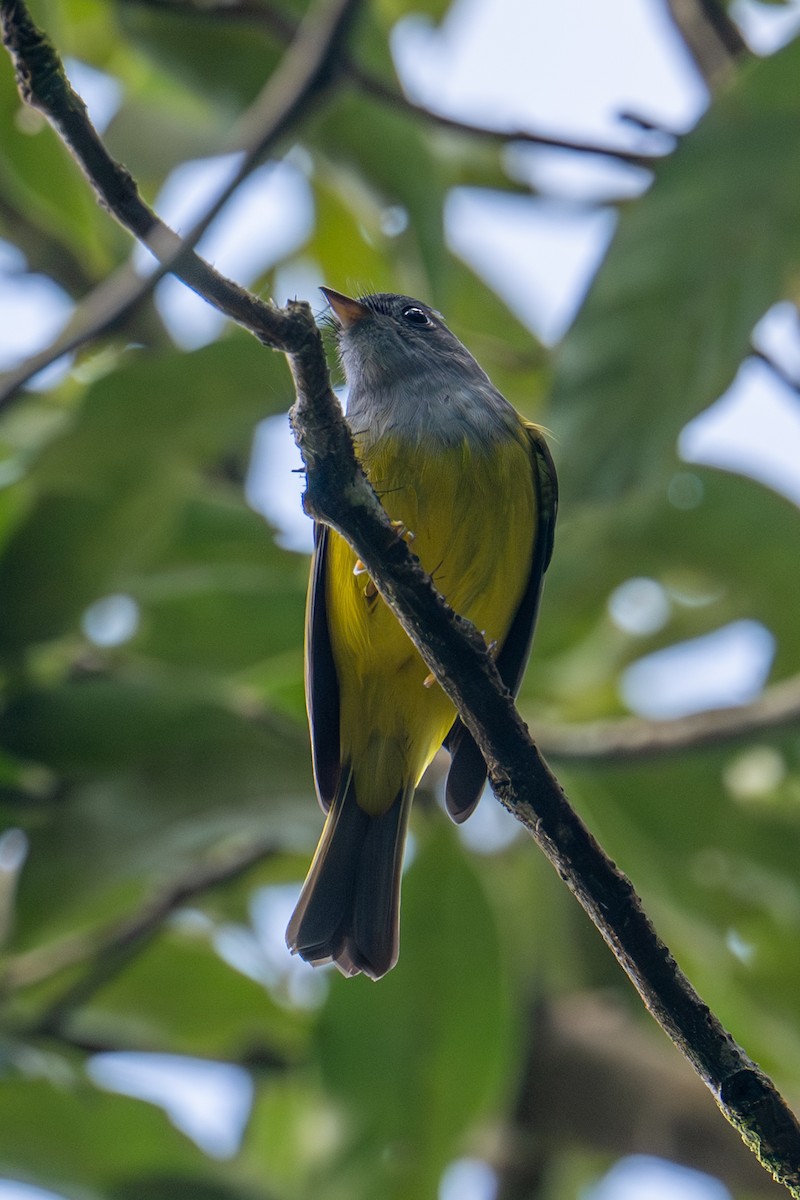 Graukopfschnäpper - ML645771196