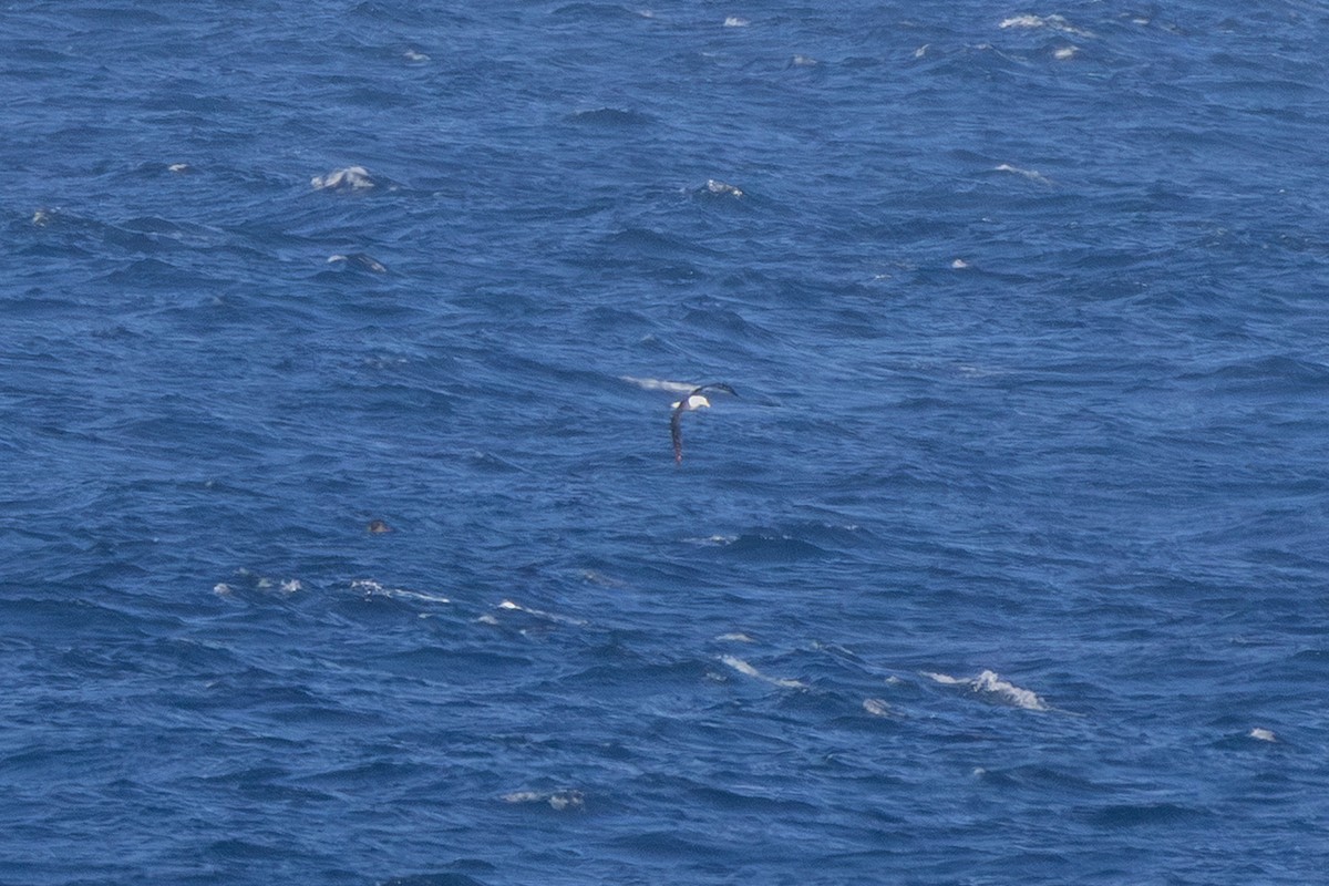 Schwarzbrauenalbatros (melanophris) - ML645771197