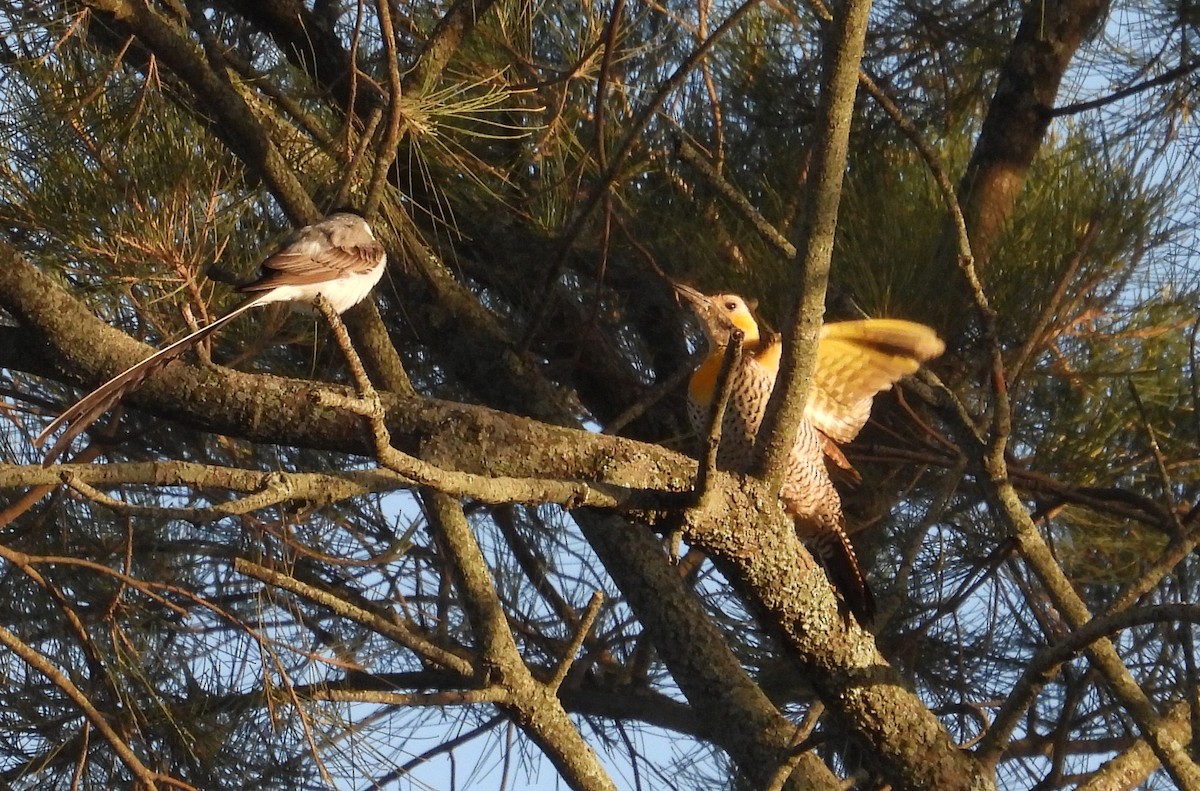 Campo Flicker - ML645771200