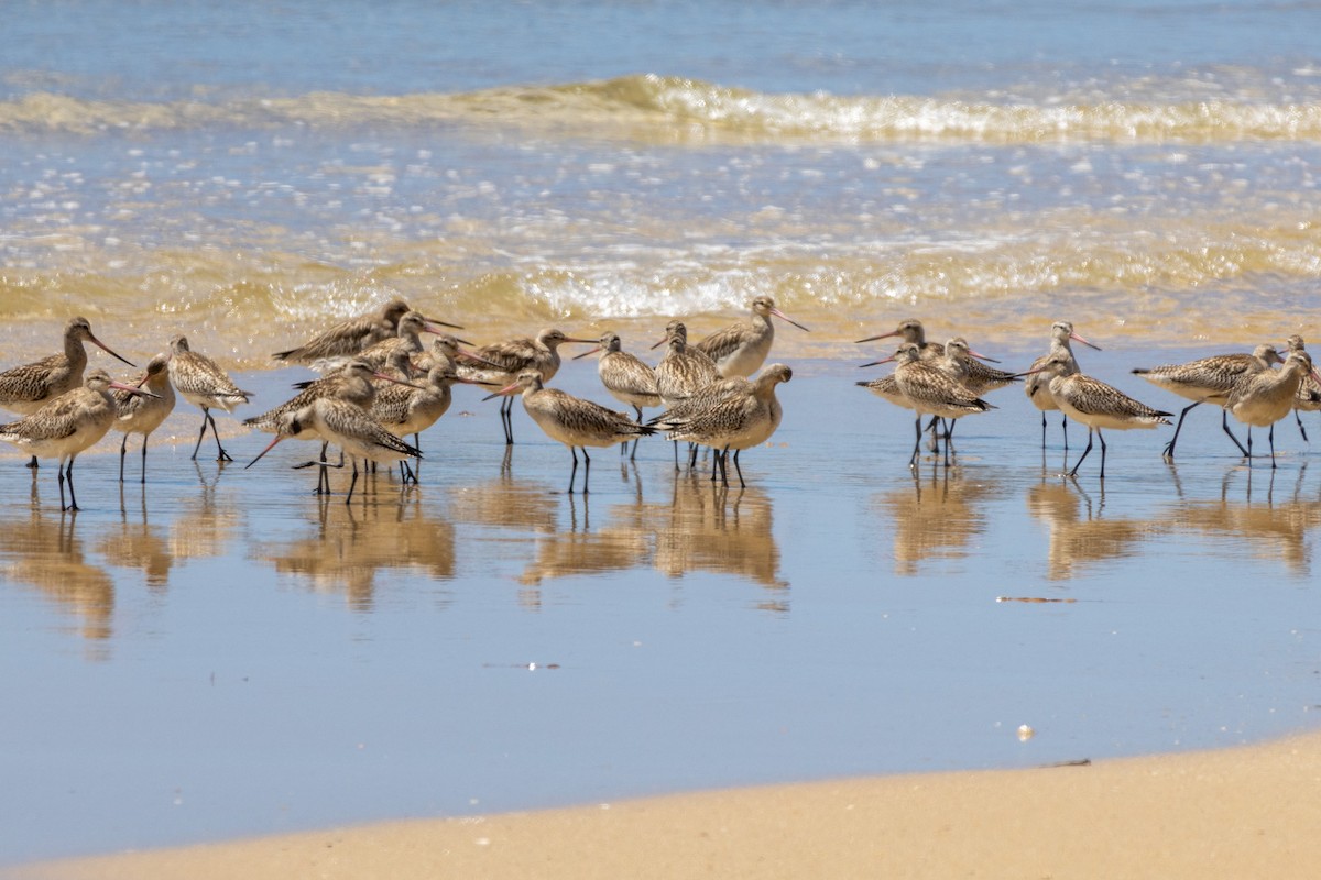 Bar-tailed Godwit (Siberian) - ML645771202