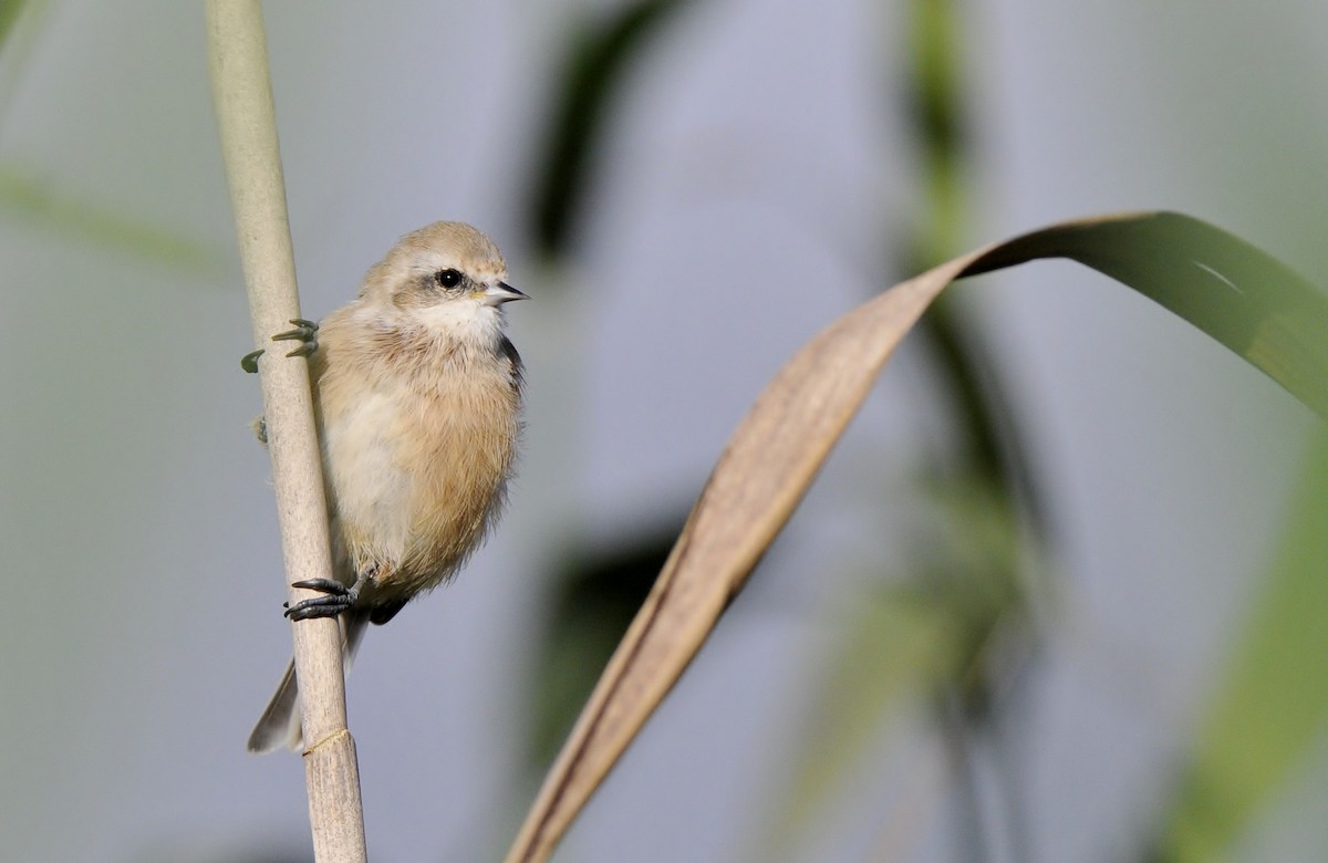 Eurasian Penduline-Tit - ML645771203