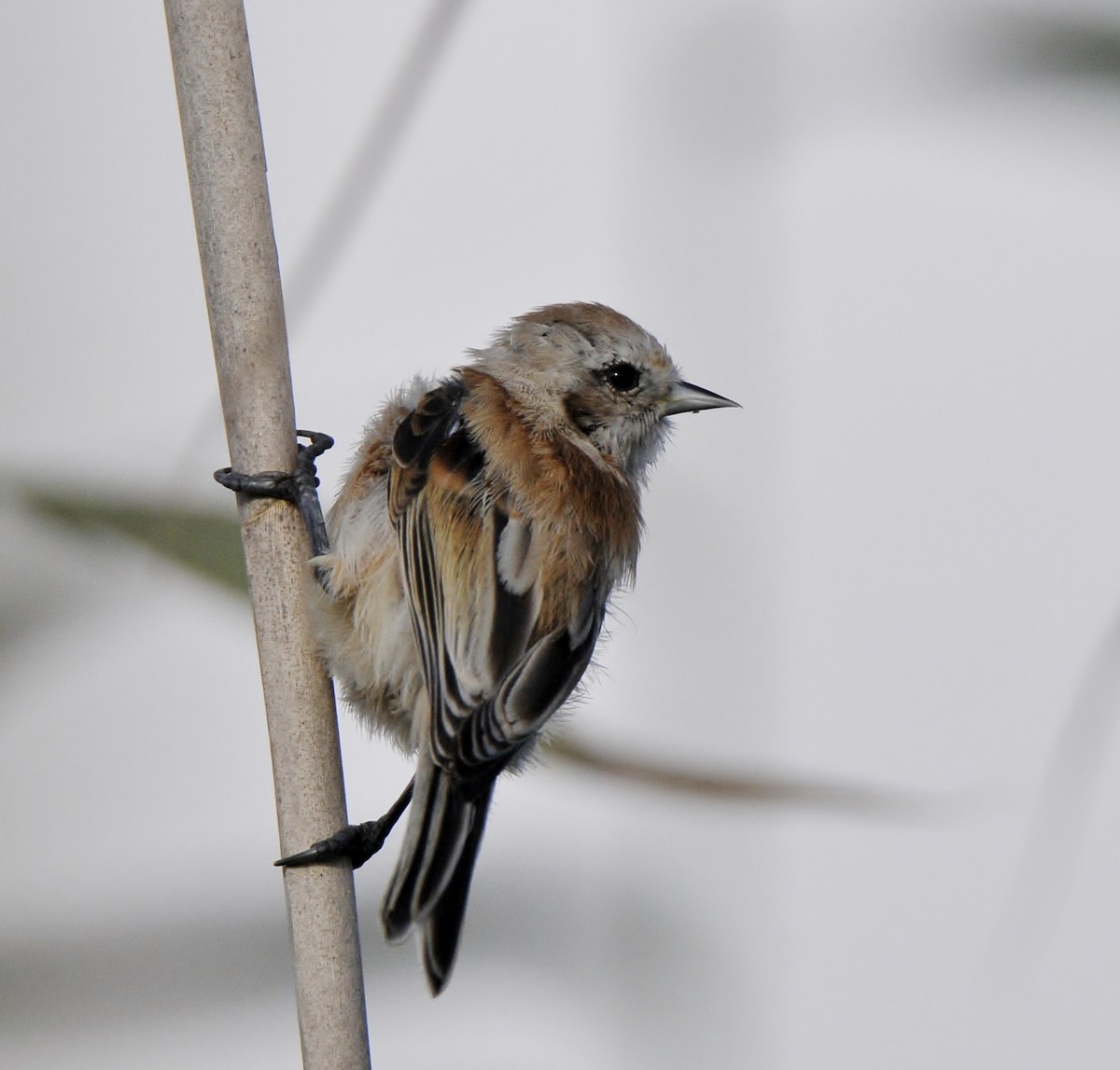Eurasian Penduline-Tit - ML645771204