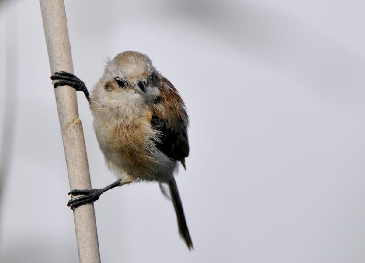 Eurasian Penduline-Tit - ML645771205