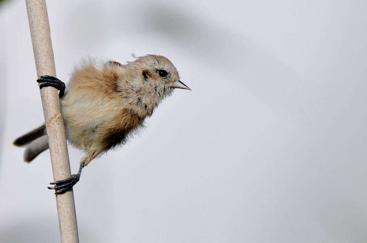 Eurasian Penduline-Tit - ML645771206