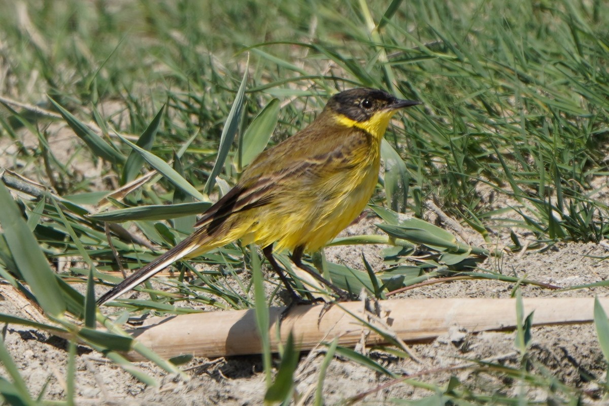 Western Yellow Wagtail - ML645771211