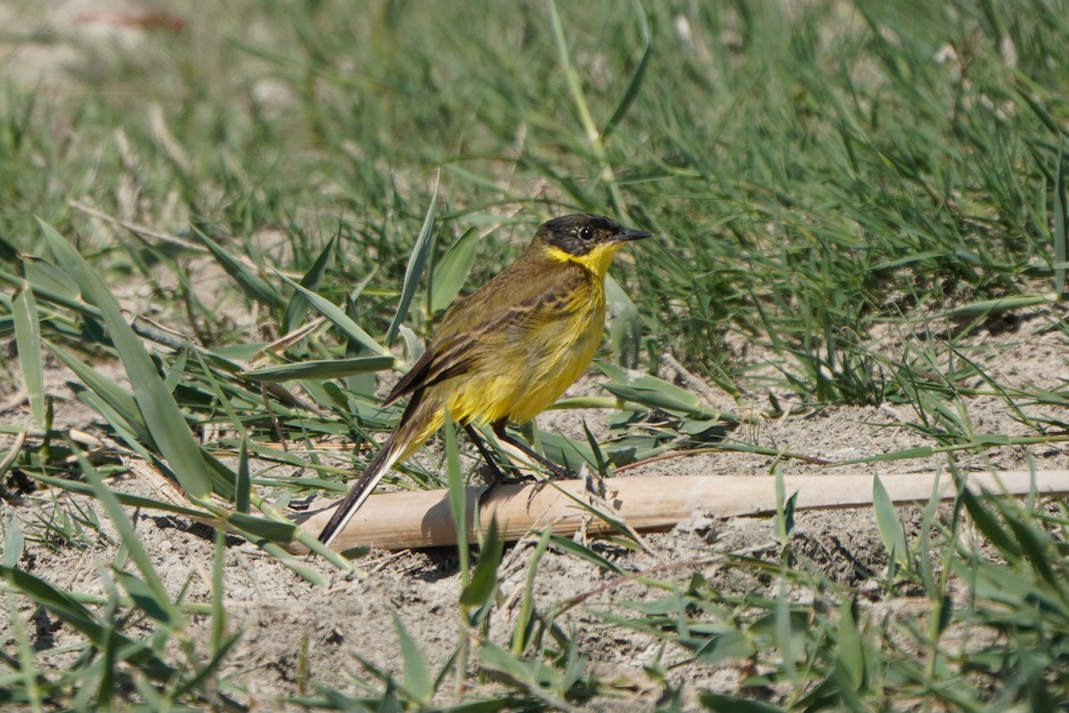 Western Yellow Wagtail - ML645771212