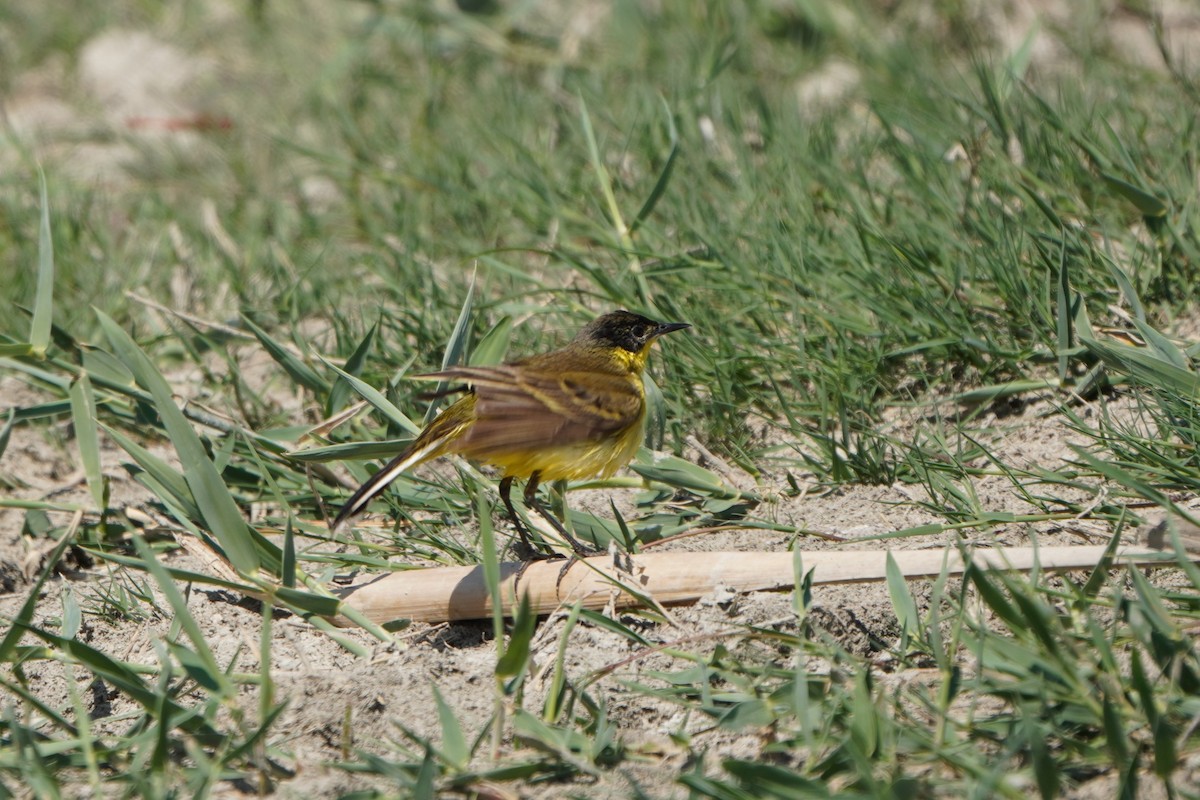Western Yellow Wagtail - ML645771213