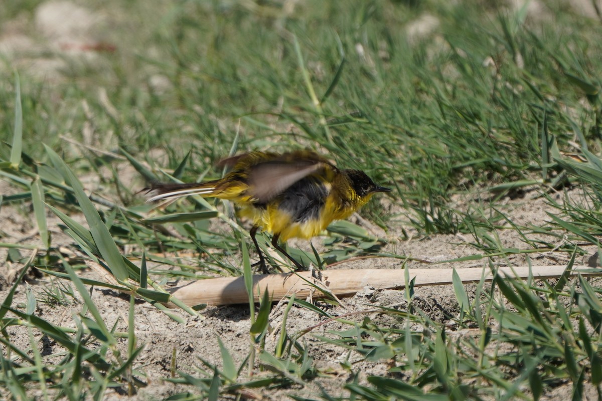 Western Yellow Wagtail - ML645771214