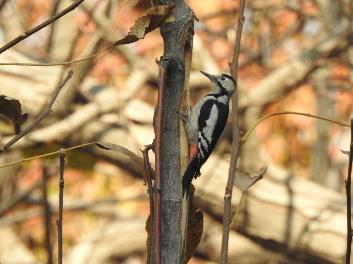 Syrian Woodpecker - ML645771215