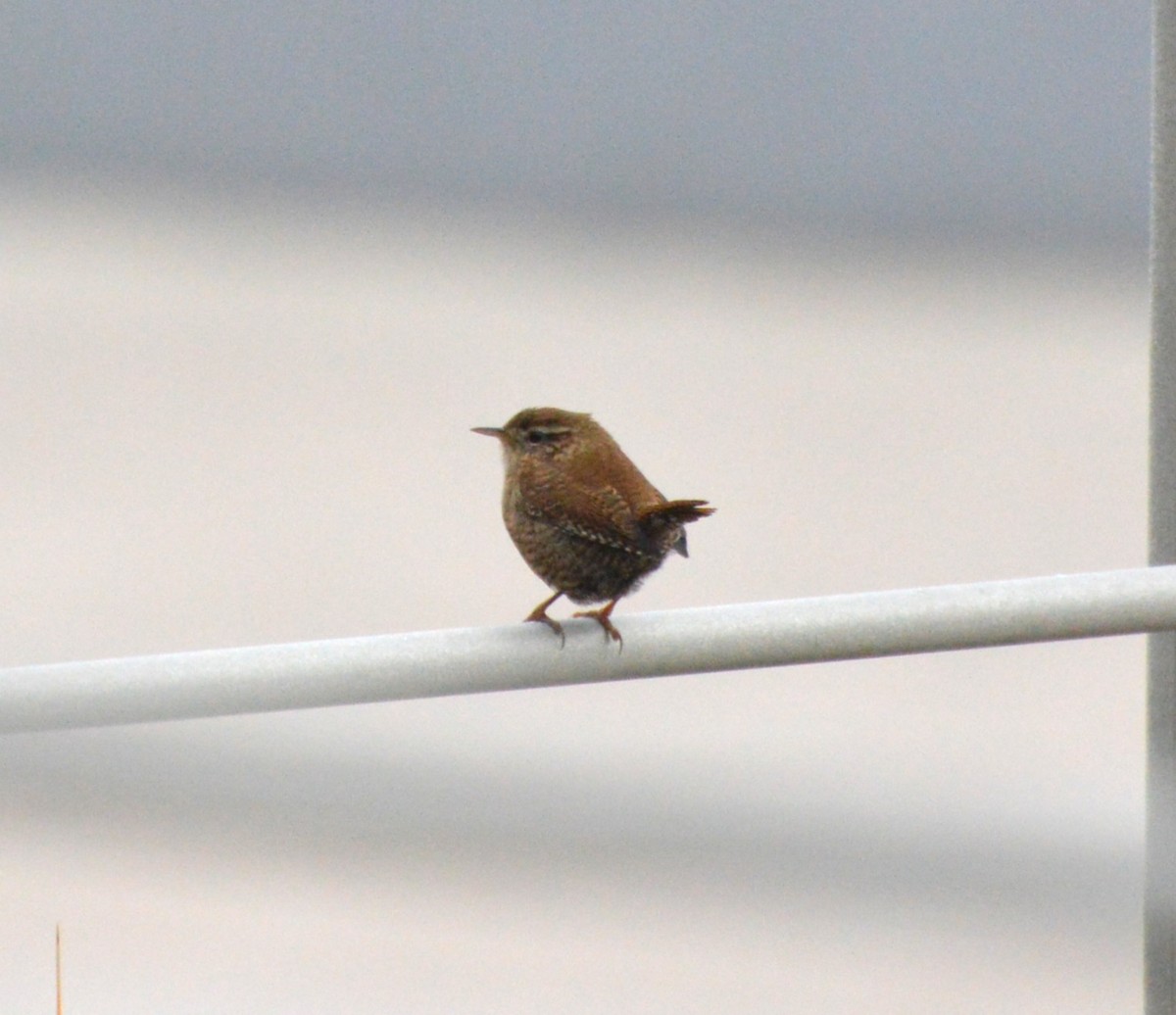 Eurasian Wren - ML645771216
