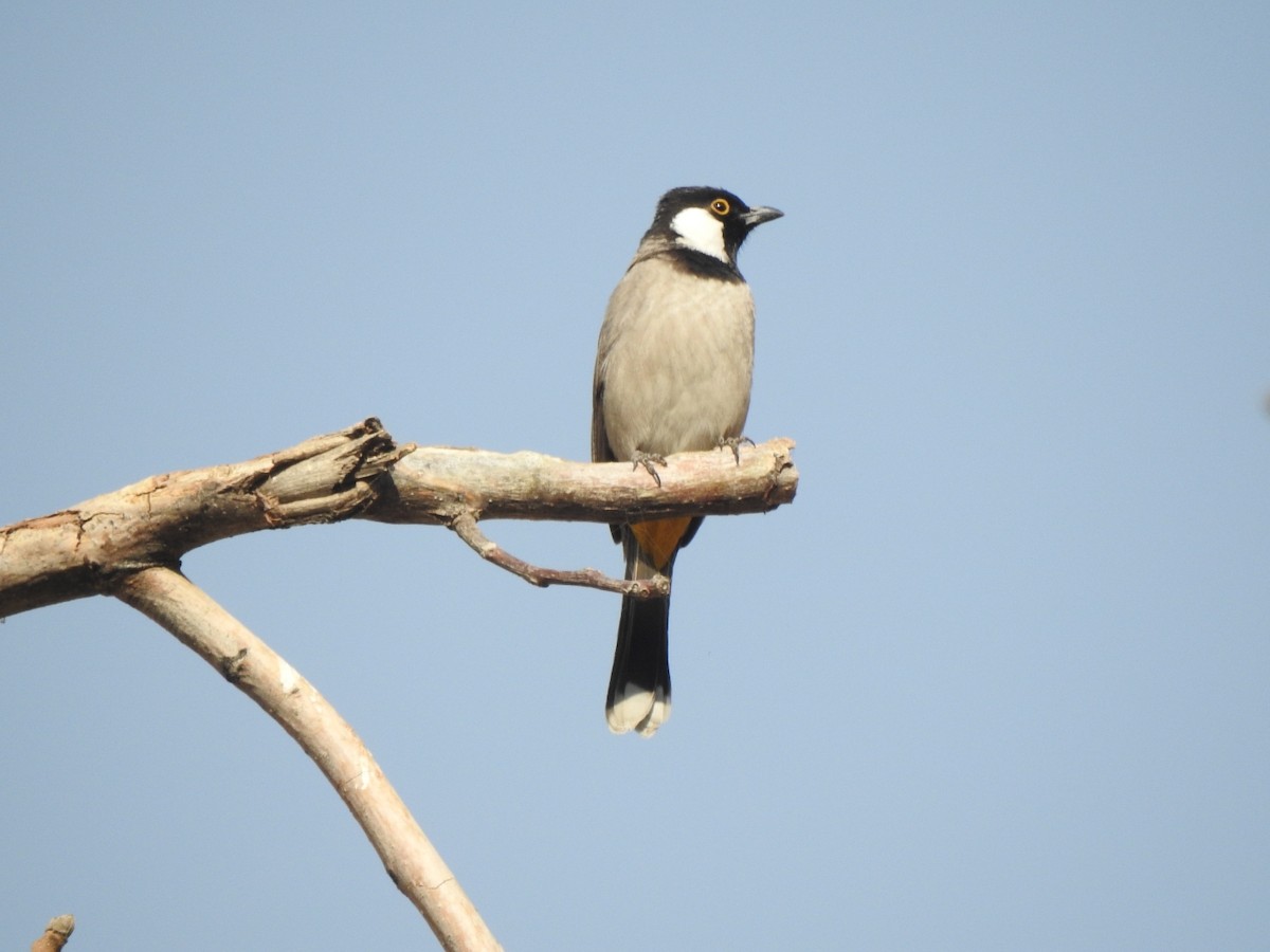 White-eared Bulbul - ML645771217