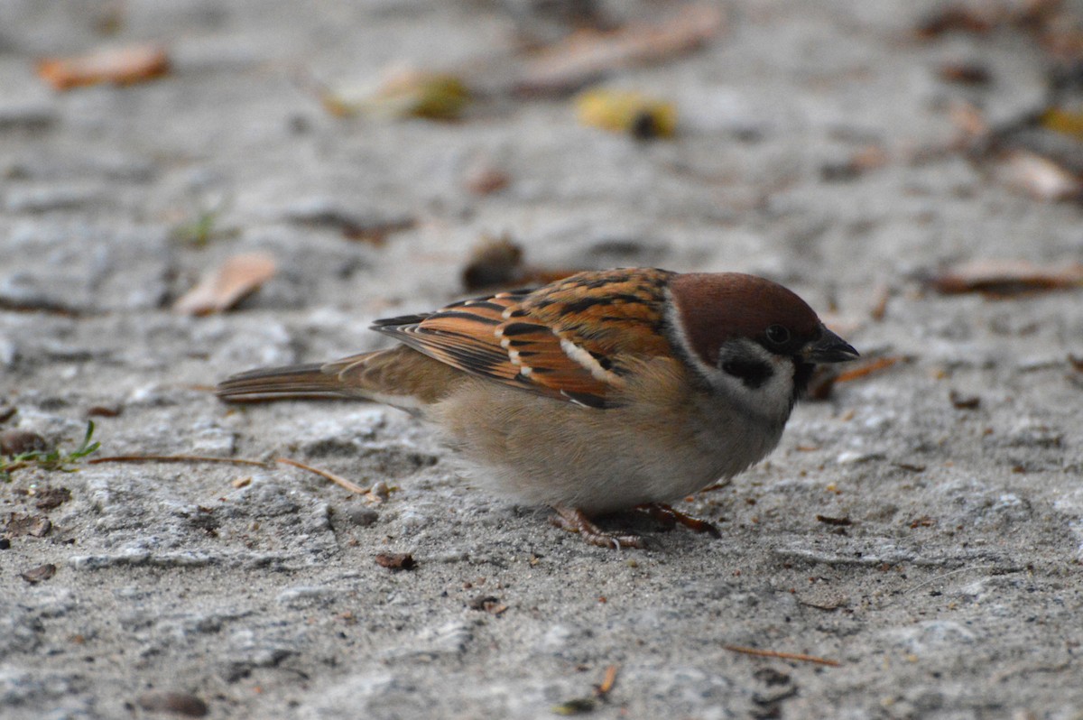 Eurasian Tree Sparrow - ML645771218
