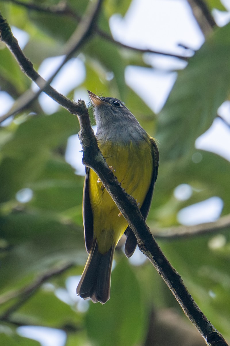 Gray-headed Canary-Flycatcher - ML645771219