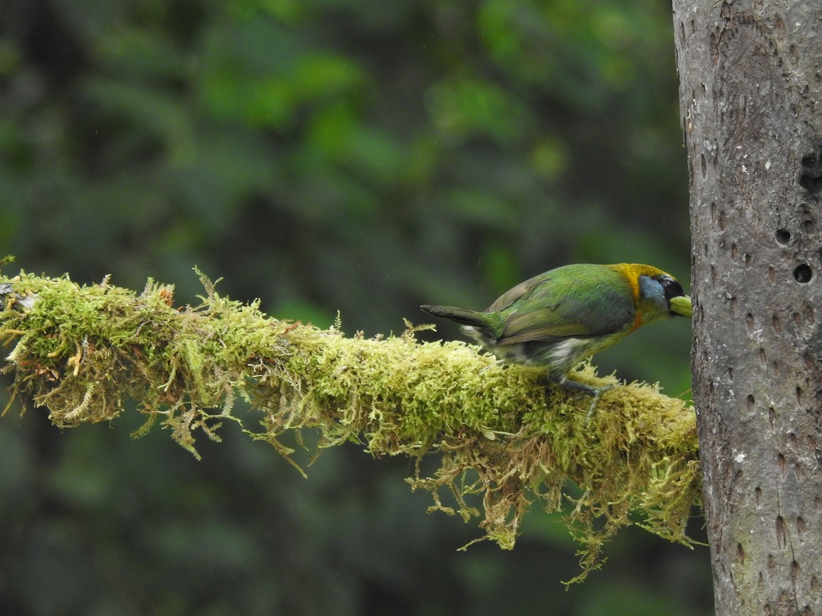 Red-headed Barbet - ML645771222