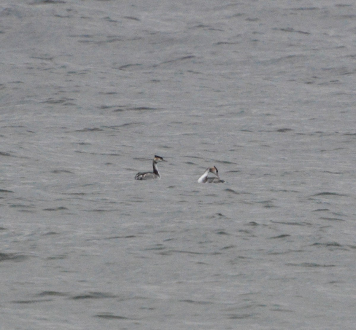 Great Crested Grebe - ML645771224