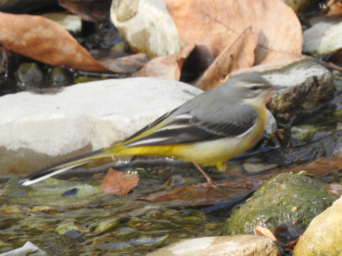 Gray Wagtail - ML645771225