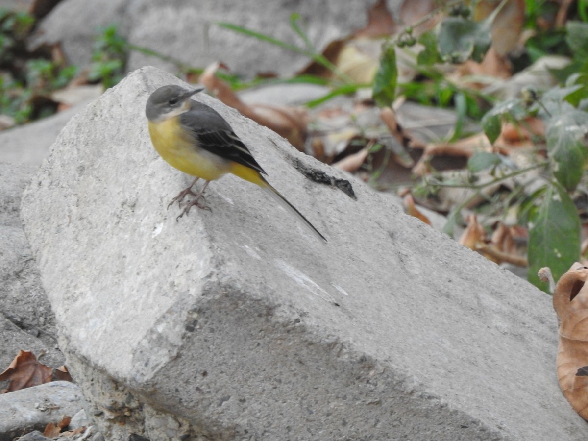 Gray Wagtail - ML645771226