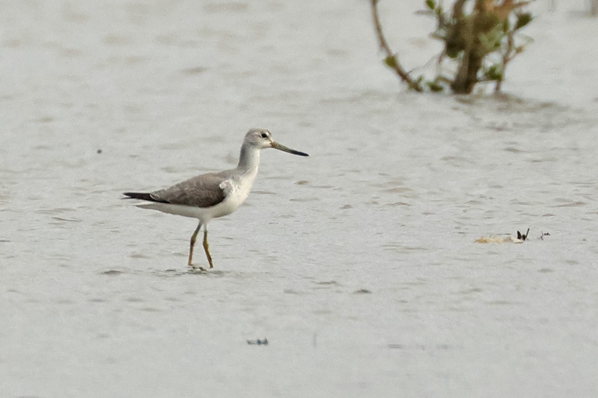 Nordmann's Greenshank - ML645771227