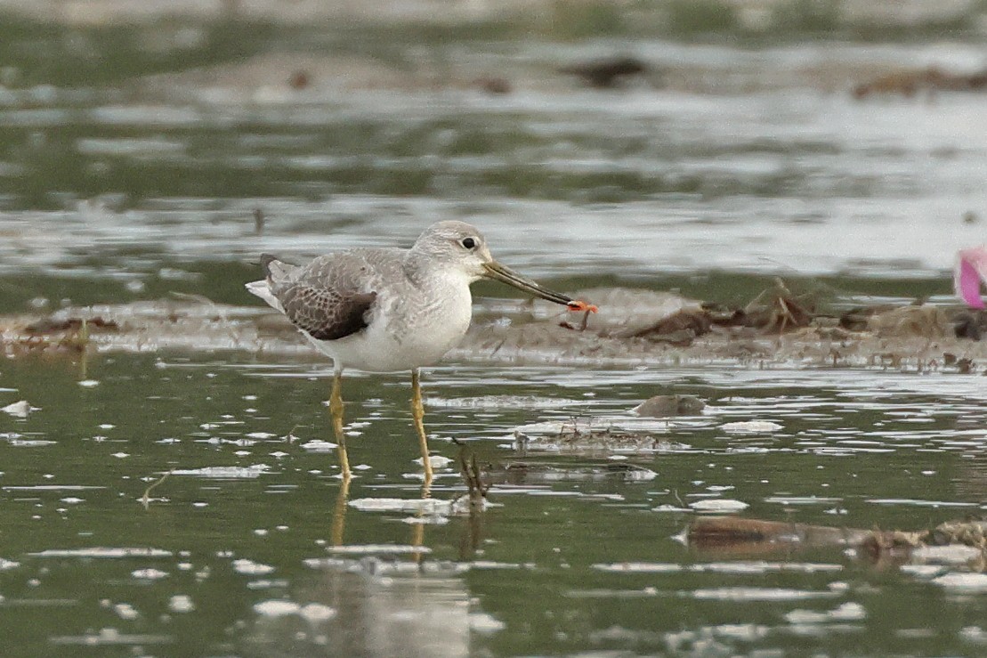 Nordmann's Greenshank - ML645771228