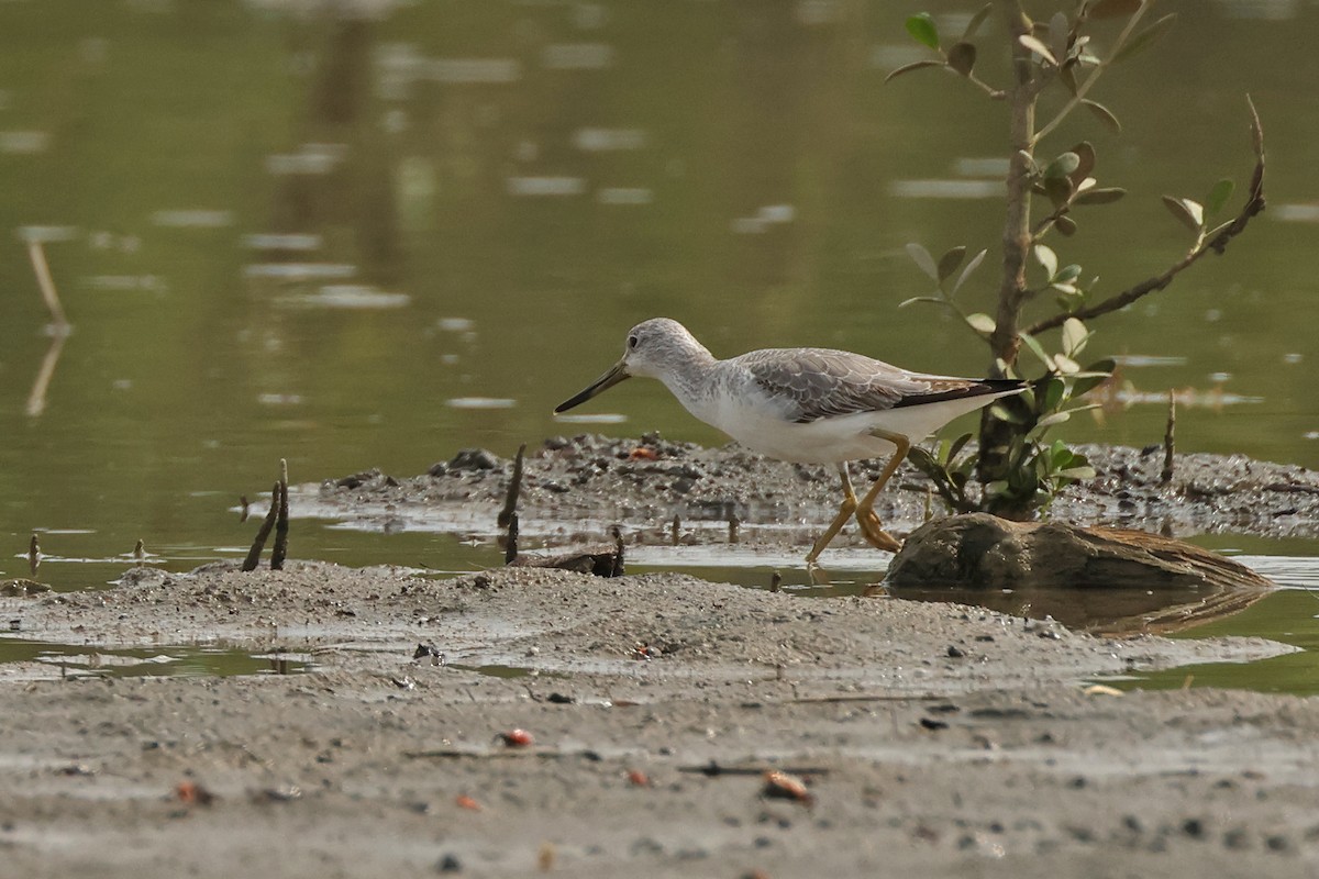 Nordmann's Greenshank - ML645771229