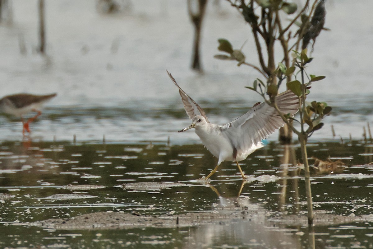 Nordmann's Greenshank - ML645771230