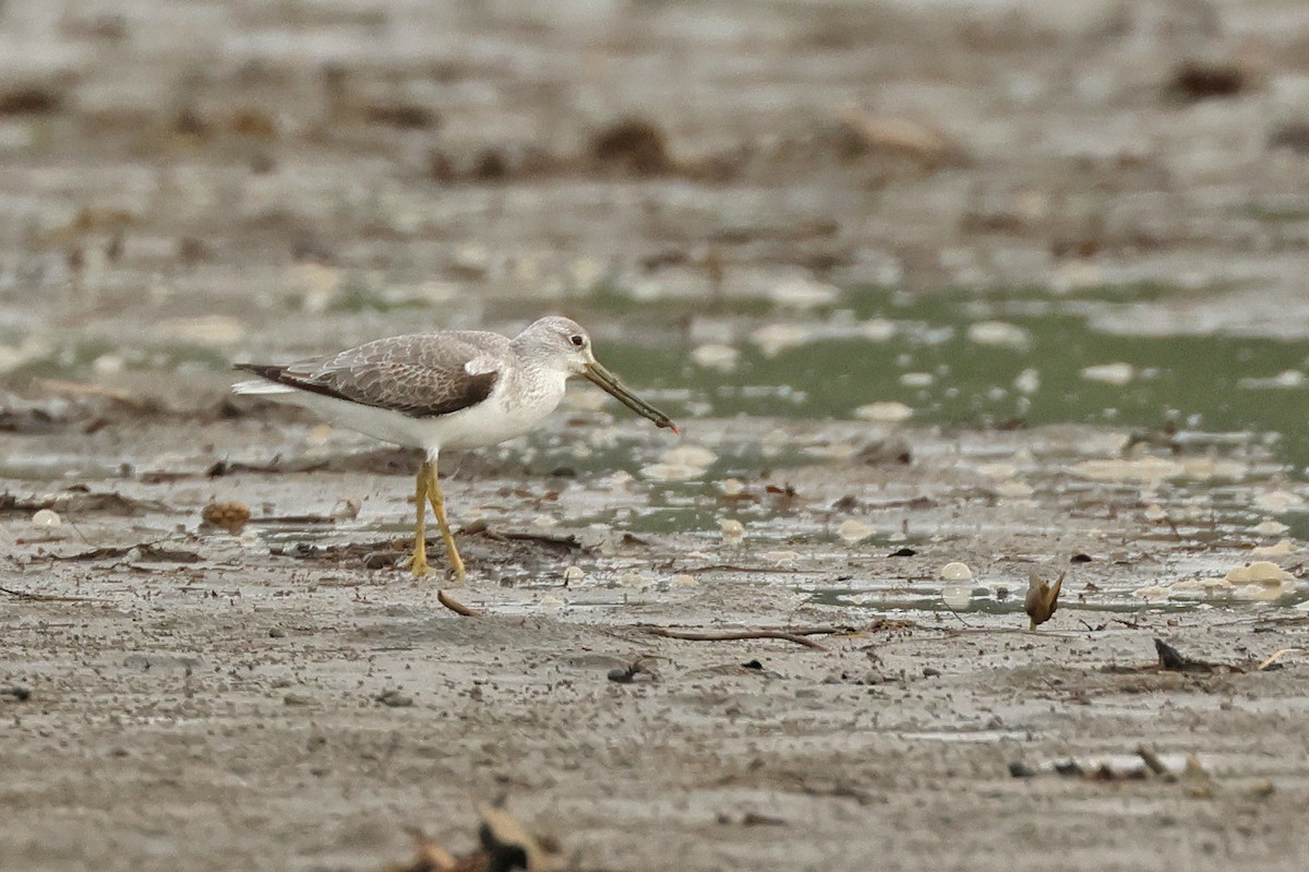 Nordmann's Greenshank - ML645771231